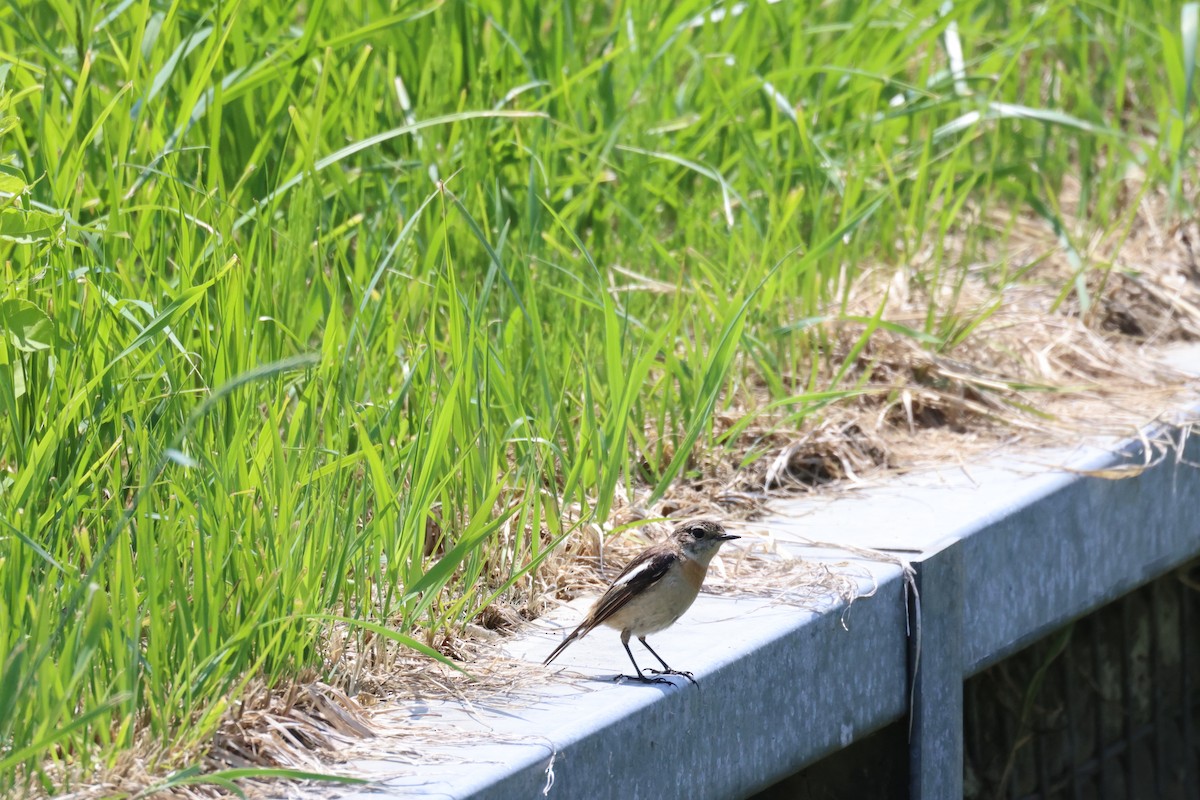 Amur Stonechat - ML620434909