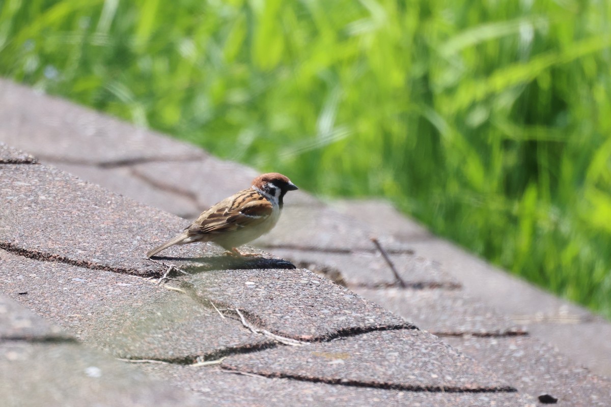 Eurasian Tree Sparrow - ML620434910