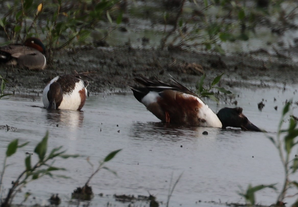 Northern Shoveler - ML620434911