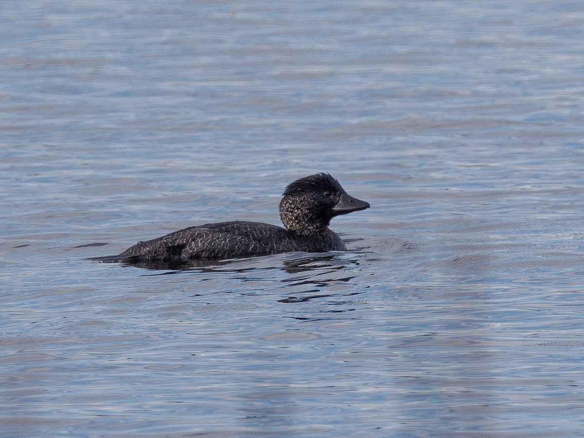 Musk Duck - ML620434912