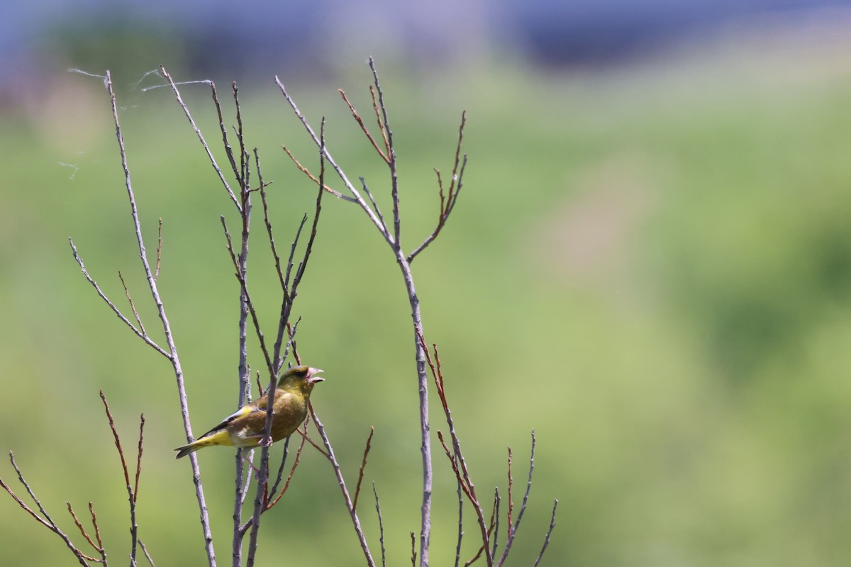 Oriental Greenfinch - ML620434913