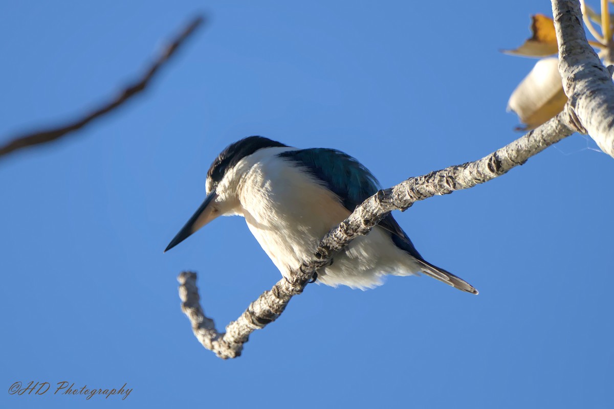 Forest Kingfisher - ML620434914