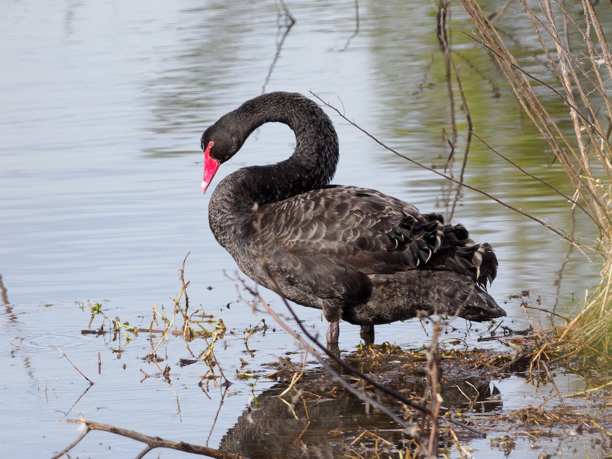Black Swan - ML620434915