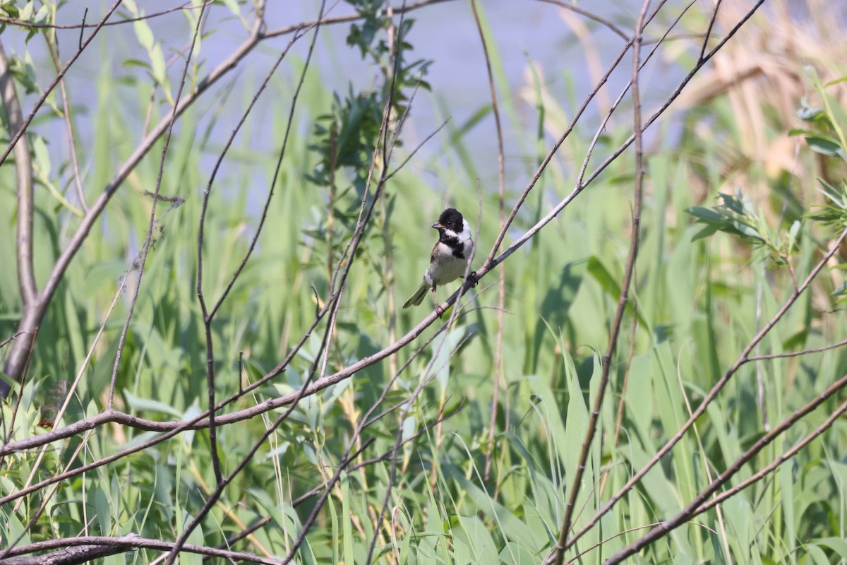 Reed Bunting - ML620434916