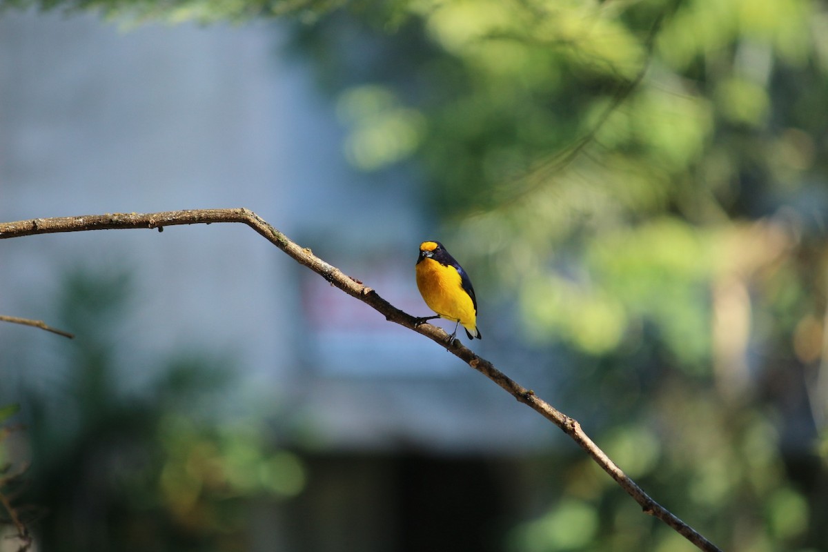 Violaceous Euphonia - M V