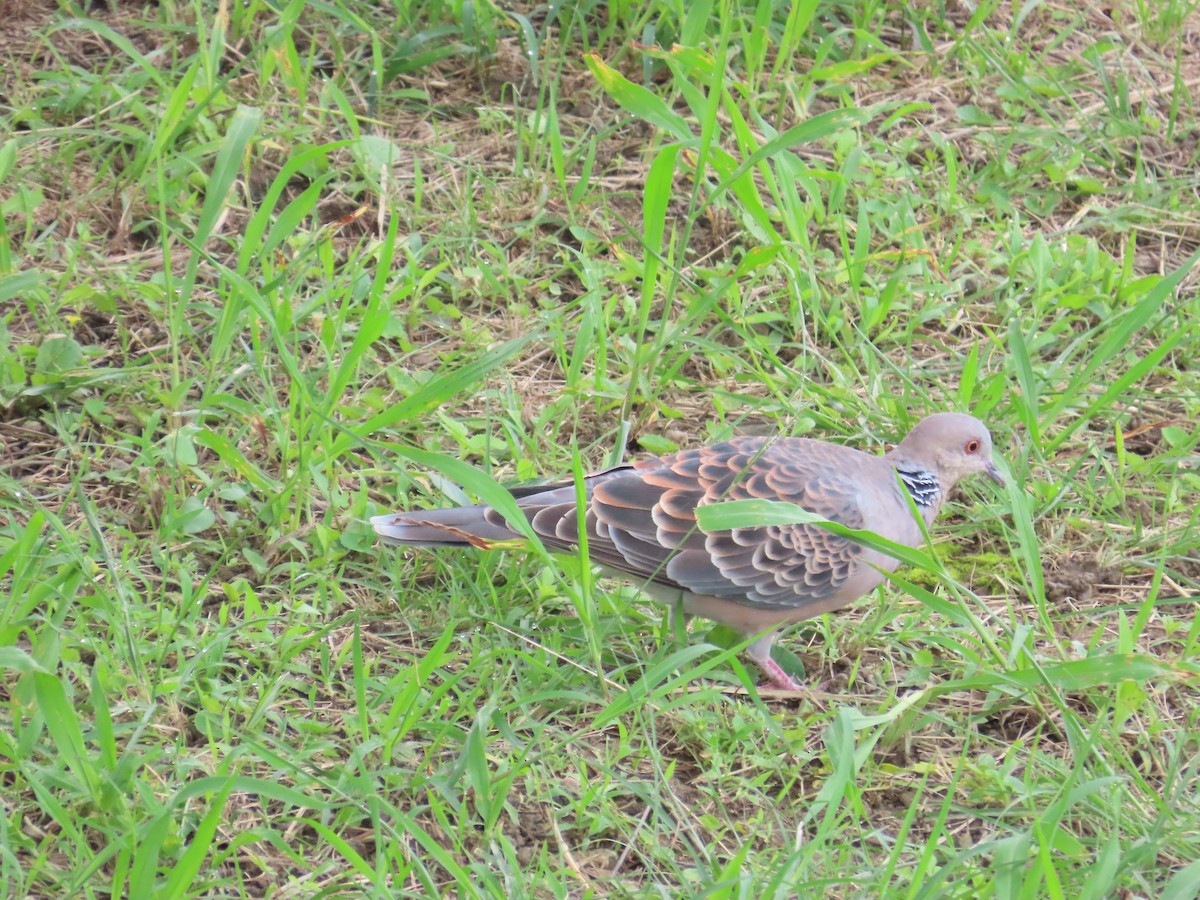 Oriental Turtle-Dove - ML620434927