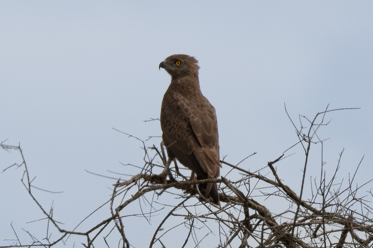 Brown Snake-Eagle - ML620434930