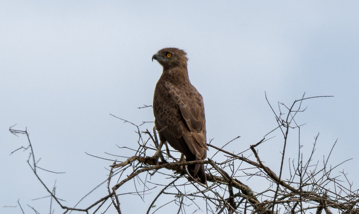 Brown Snake-Eagle - ML620434932