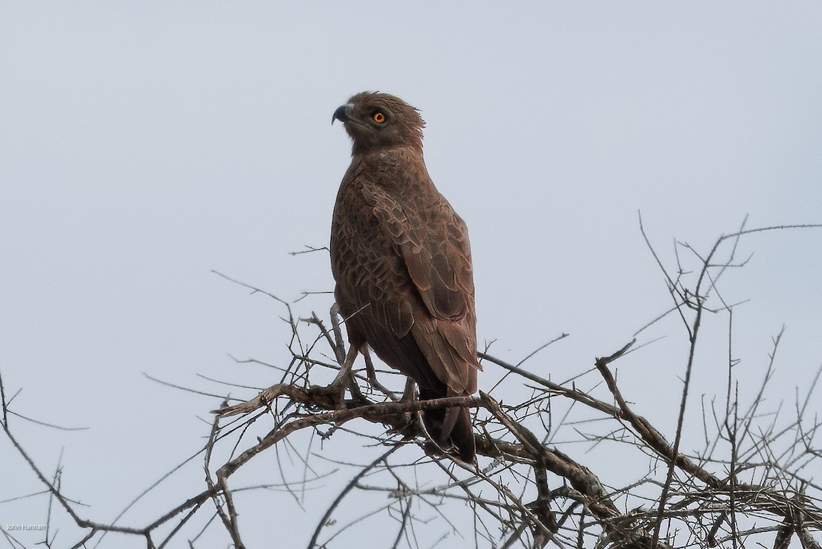 Brown Snake-Eagle - ML620434933