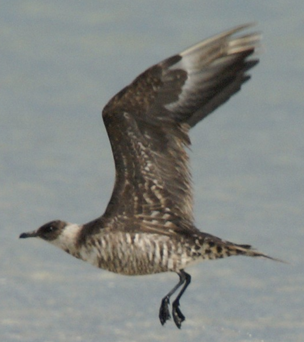 Págalo Pomarino - ML620434936