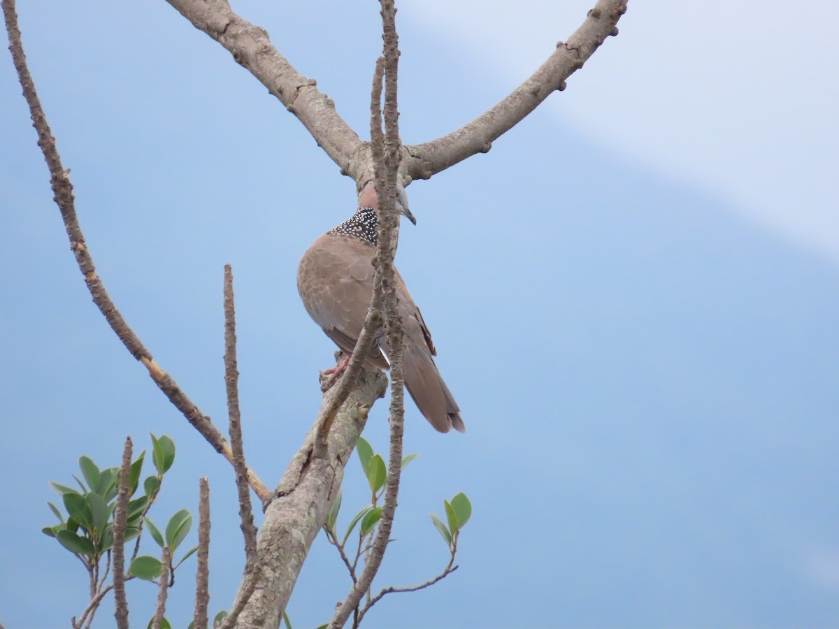 Spotted Dove - ML620434937