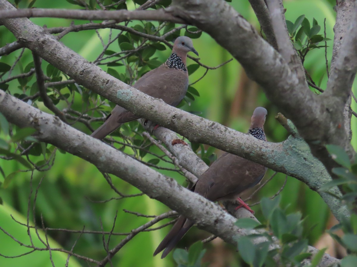 Spotted Dove - ML620434938