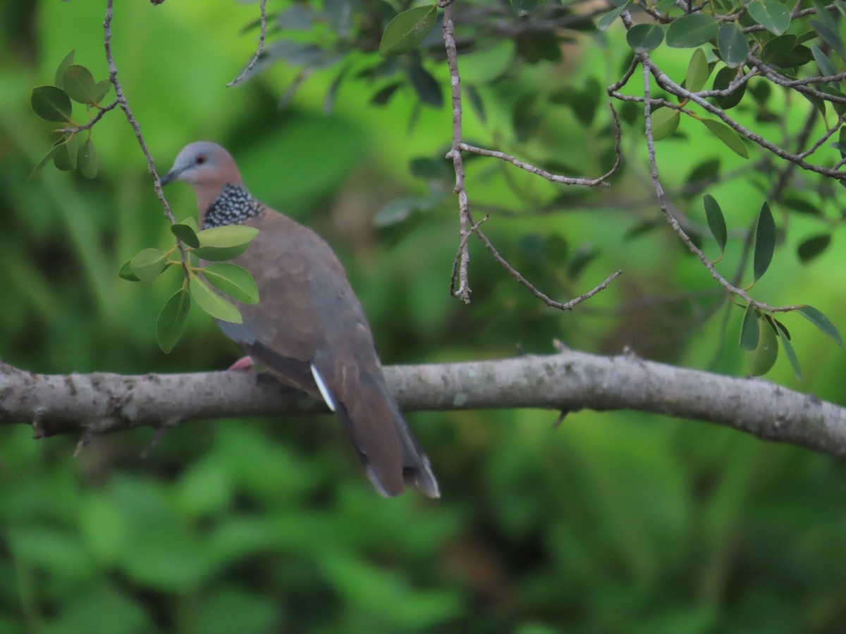 Spotted Dove - ML620434939