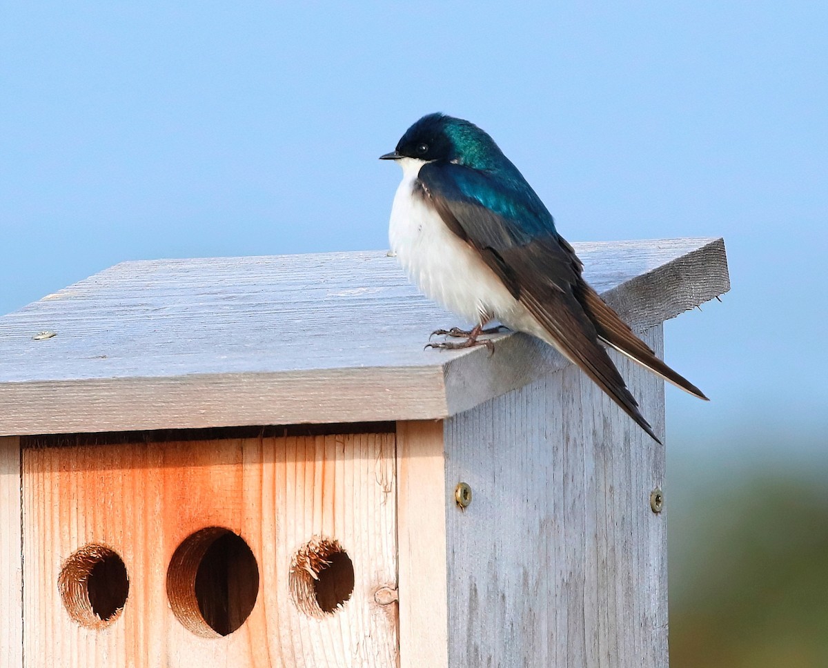 Golondrina Bicolor - ML620434940