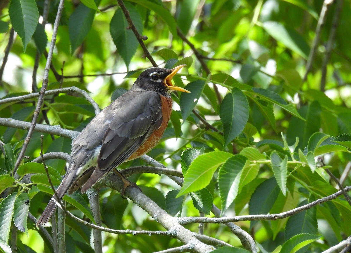 American Robin - ML620434945