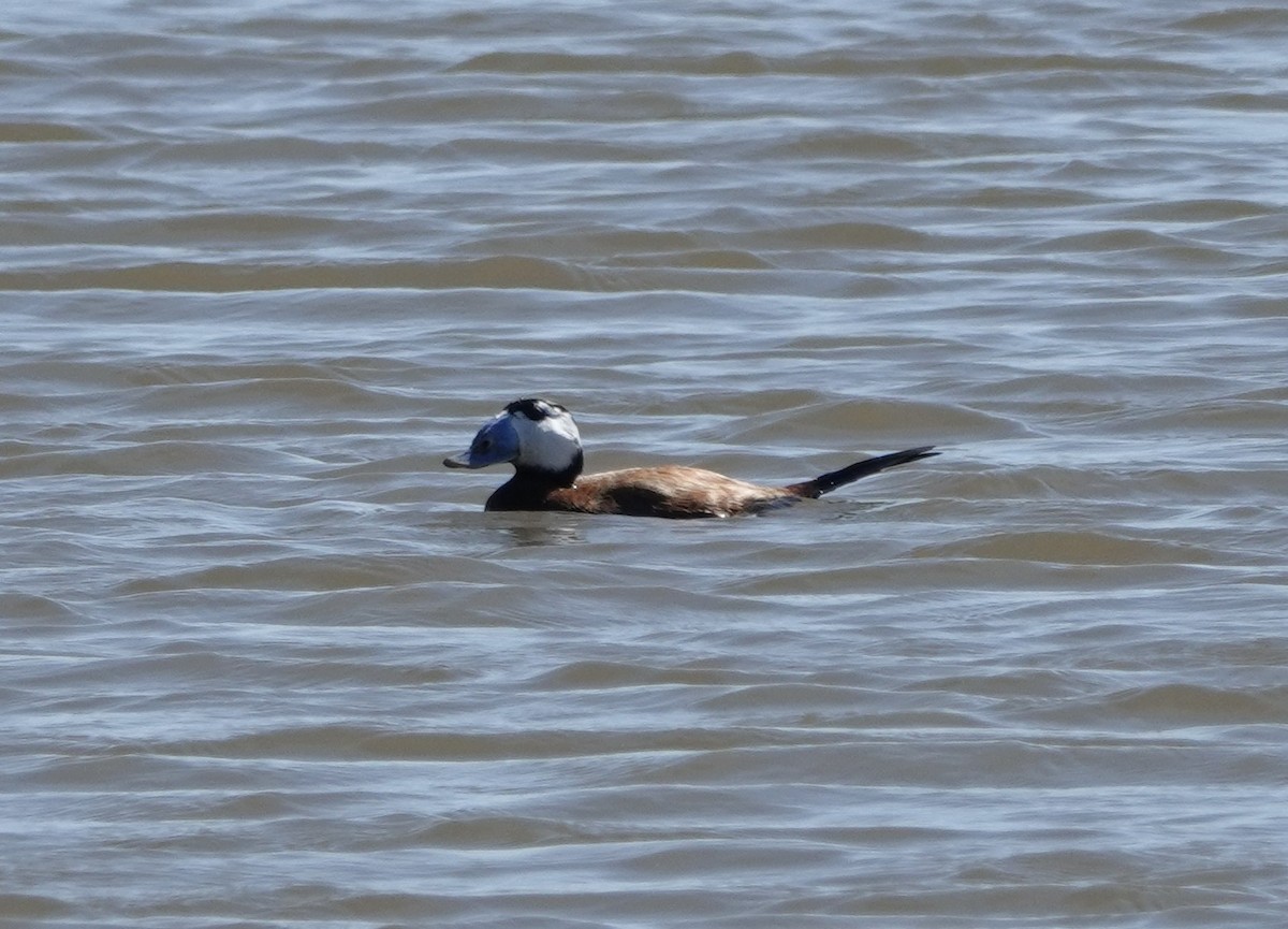 White-headed Duck - ML620434950