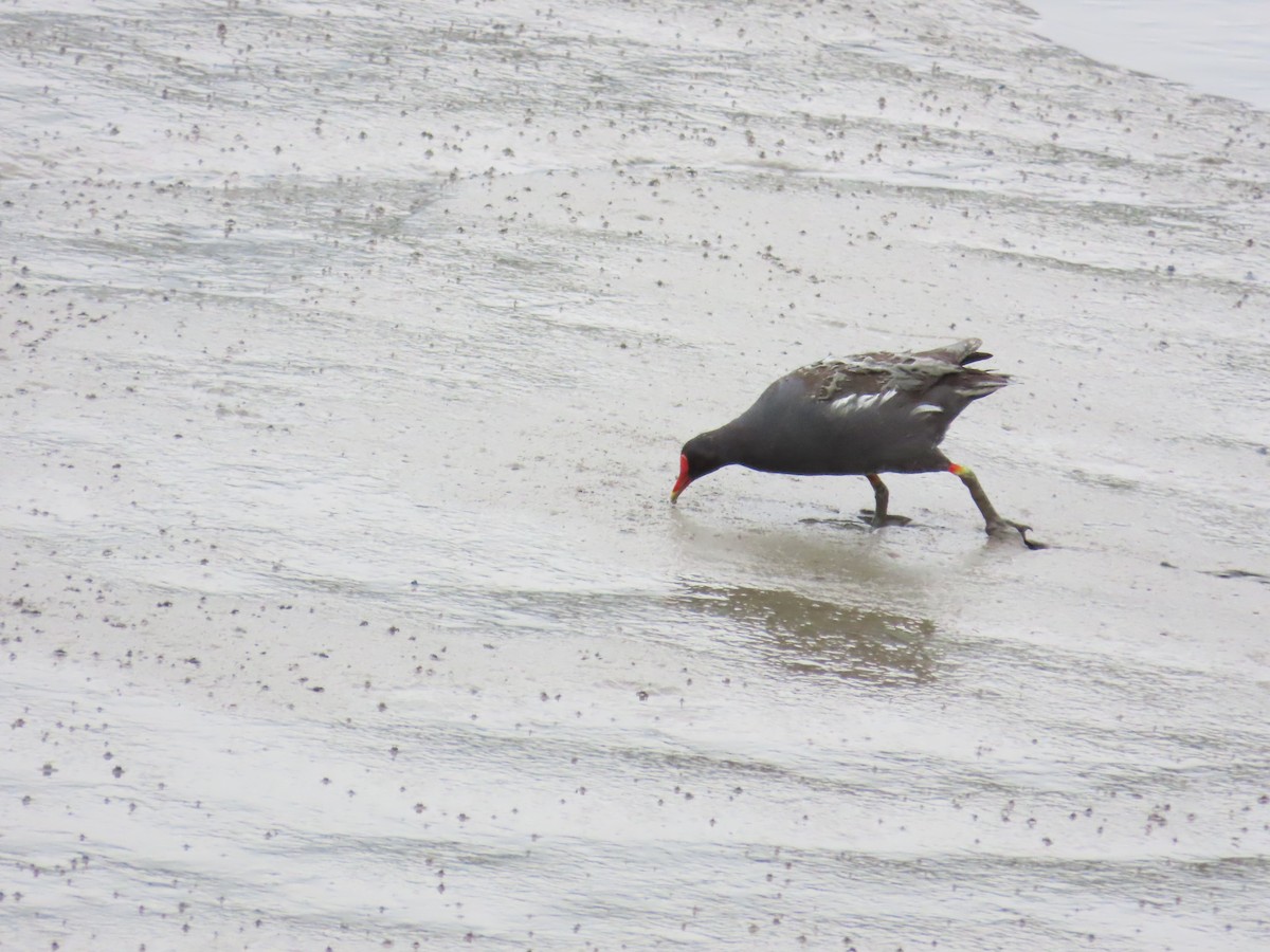 Eurasian Moorhen - ML620434953