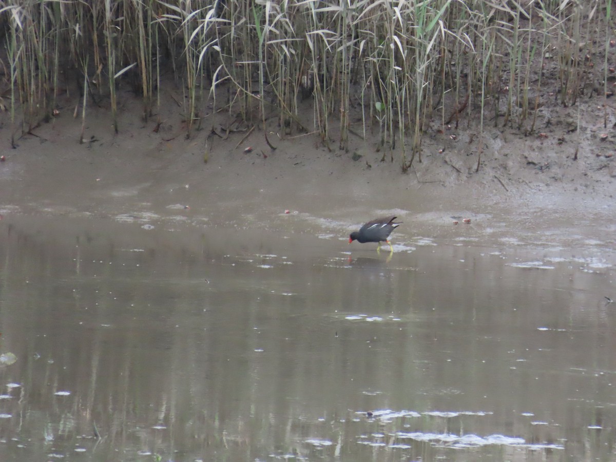 Eurasian Moorhen - ML620434955