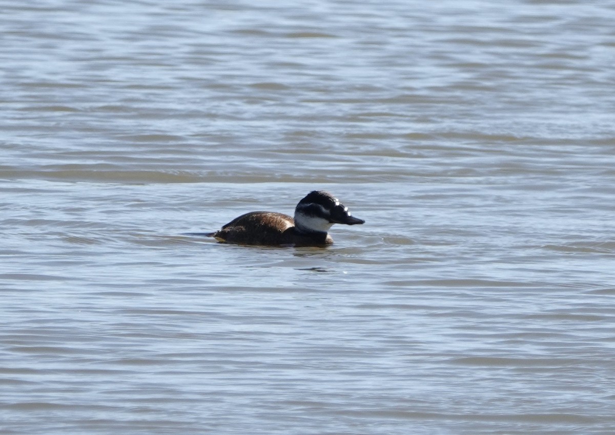 White-headed Duck - ML620434958