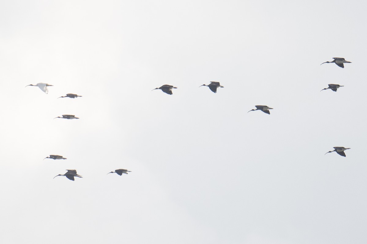 Straw-necked Ibis - ML620434959