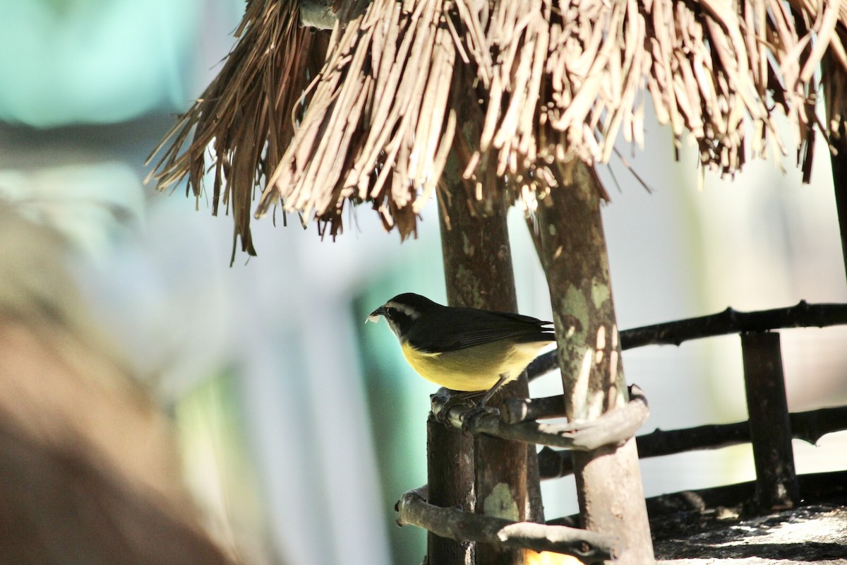 Bananaquit - ML620434962