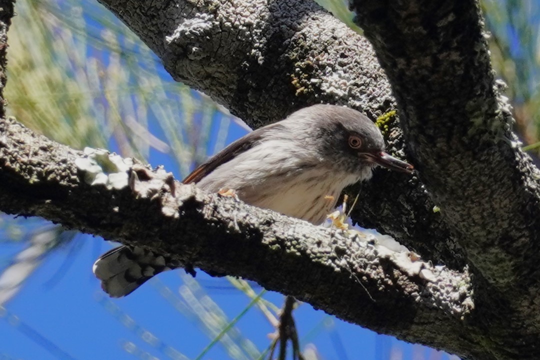 Varied Sittella - ML620434965