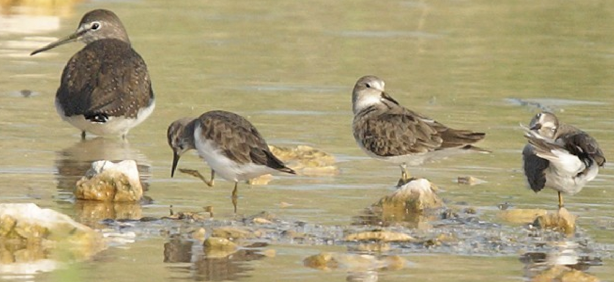 Green Sandpiper - ML620434968