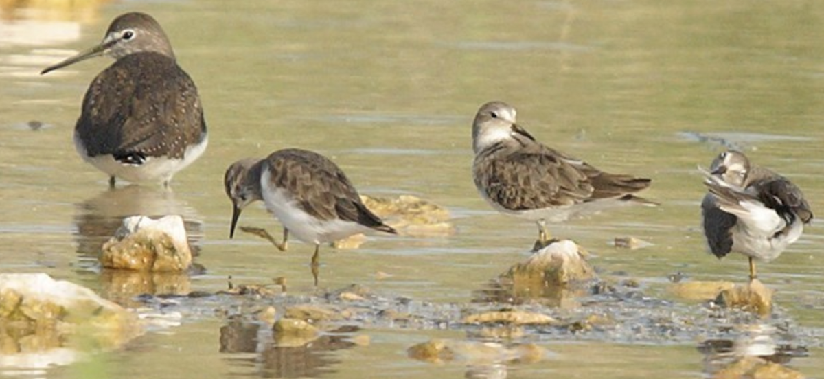 Bécasseau de Temminck - ML620434977