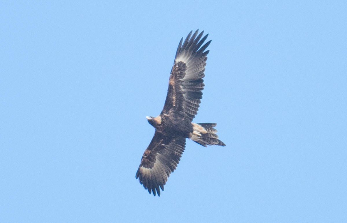 Wedge-tailed Eagle - ML620434978