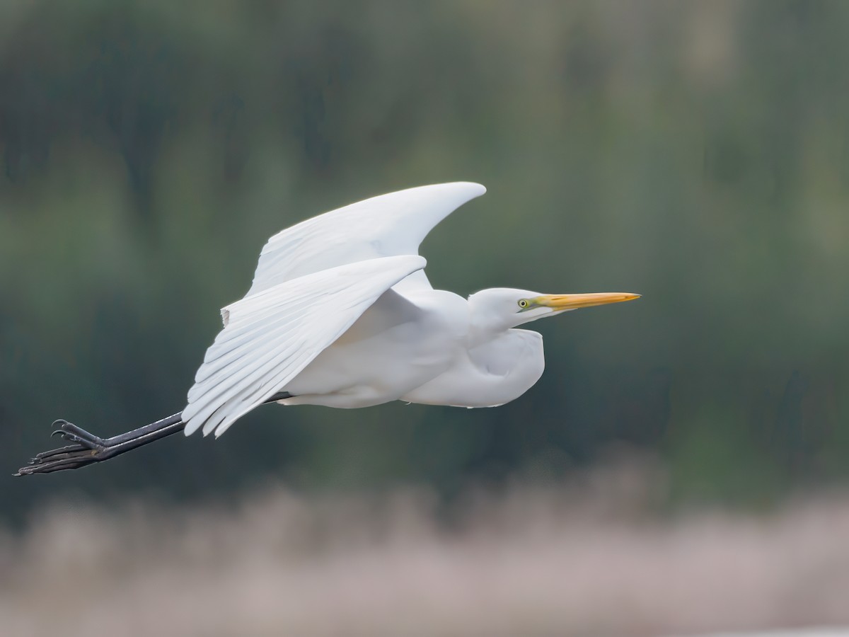 Great Egret - ML620434983