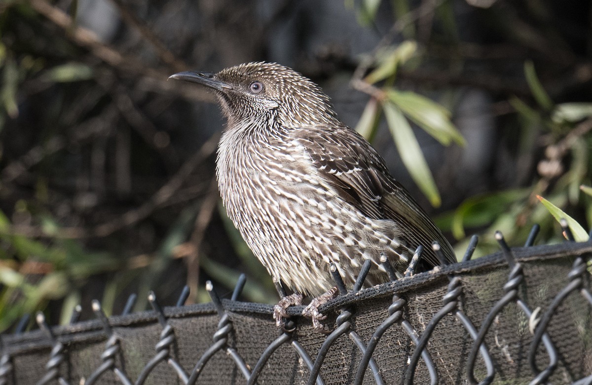 Little Wattlebird - ML620434985