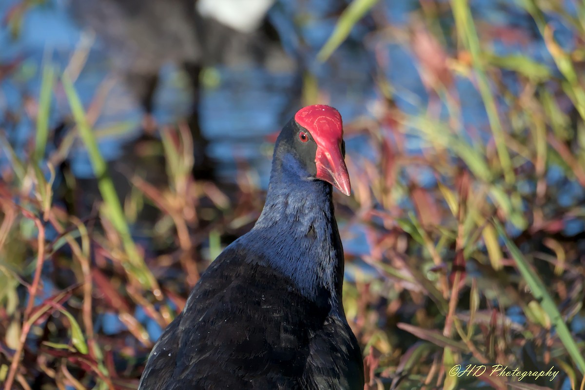 Australasian Swamphen - ML620434987