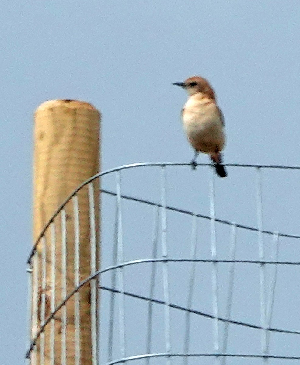 Western Black-eared Wheatear - ML620434996