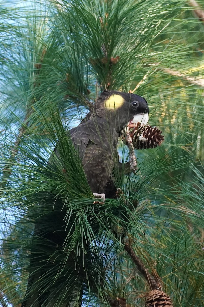 Cacatúa Fúnebre Coliamarilla - ML620434997