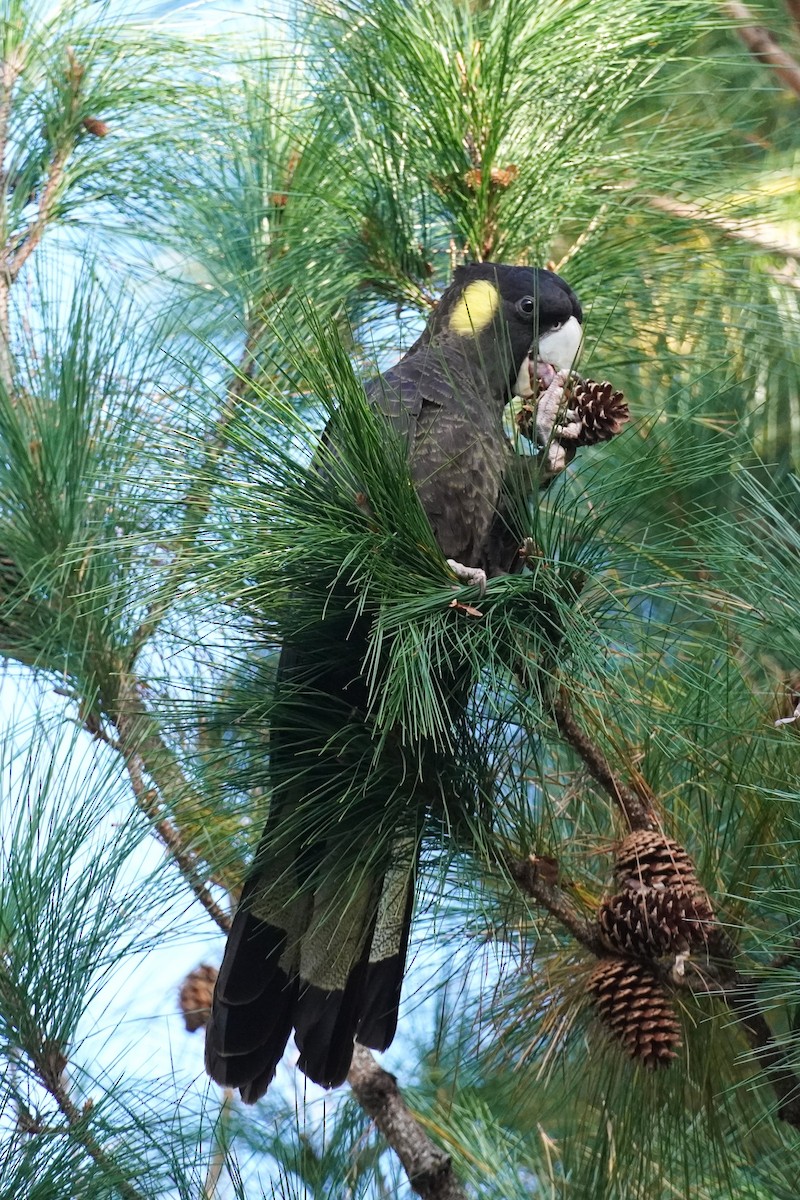 Cacatúa Fúnebre Coliamarilla - ML620434998