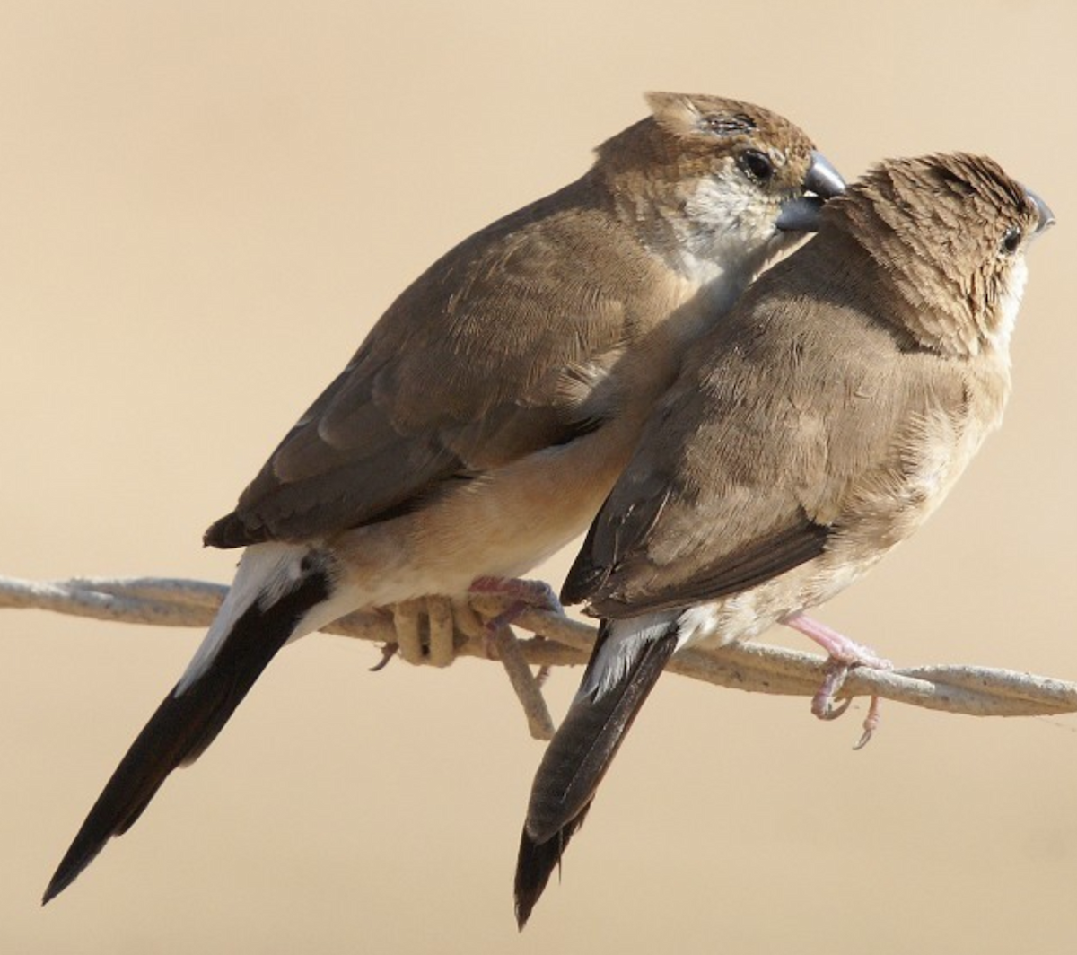 Indian Silverbill - ML620434999