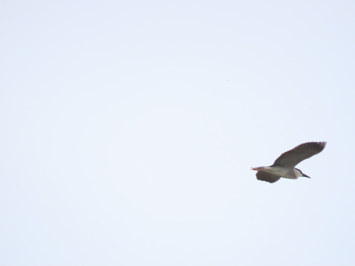 Black-crowned Night Heron - ML620435005