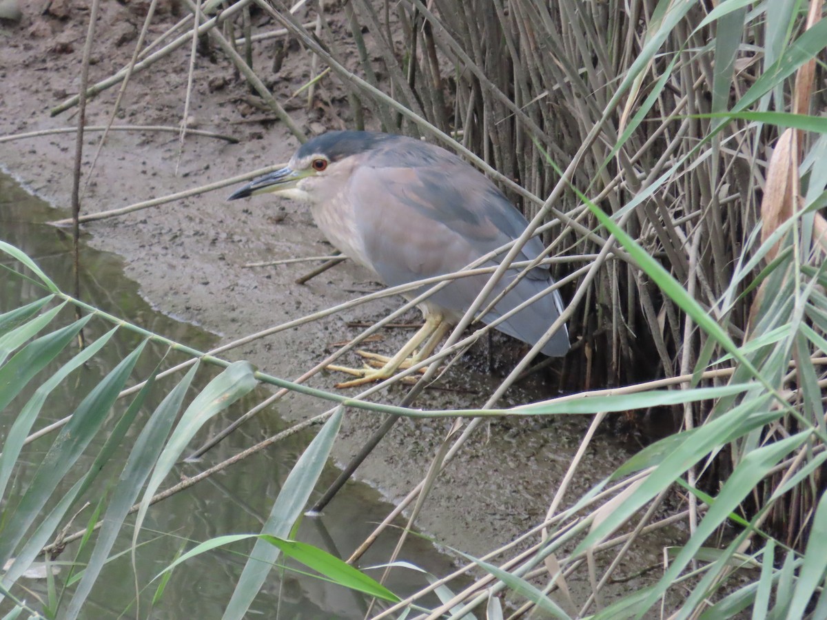 Black-crowned Night Heron - ML620435006