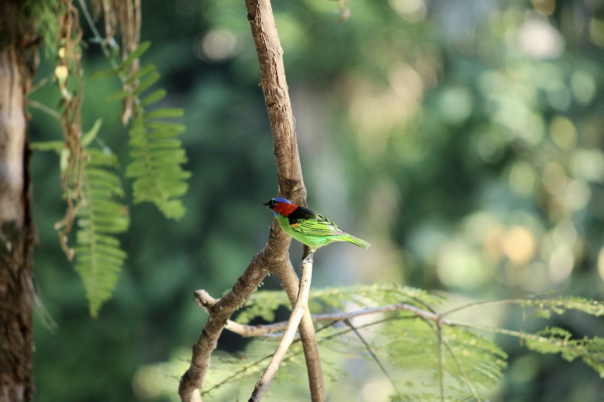 Red-necked Tanager - ML620435007