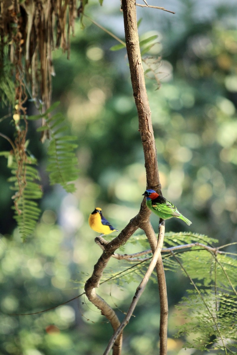 Red-necked Tanager - ML620435008