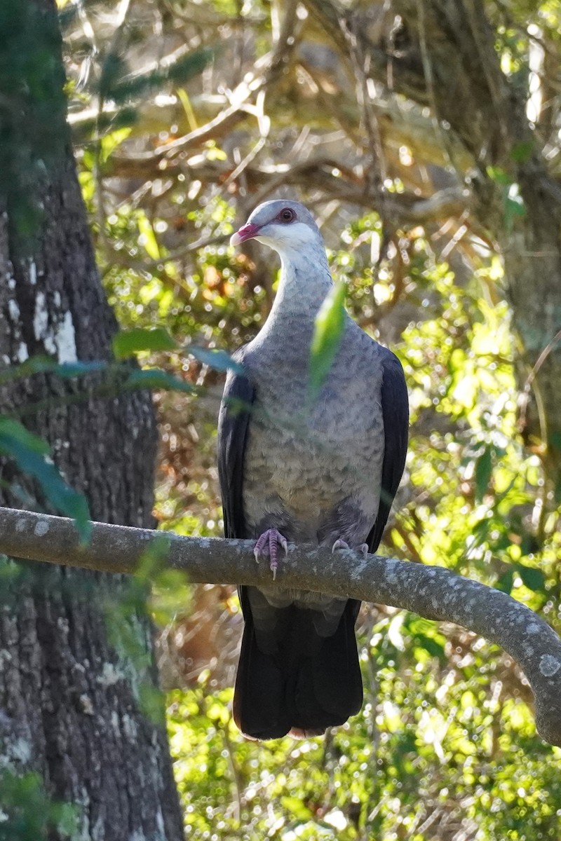 Pigeon leucomèle - ML620435009