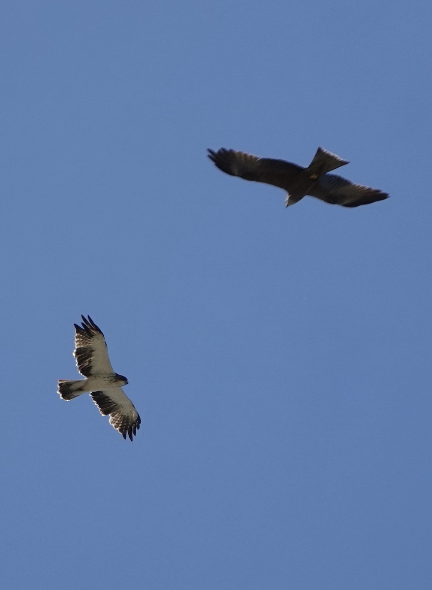 Booted Eagle - ML620435017