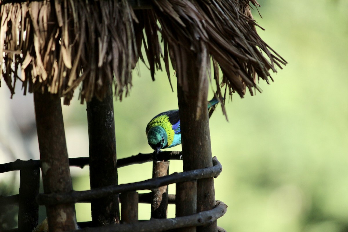 Green-headed Tanager - M V