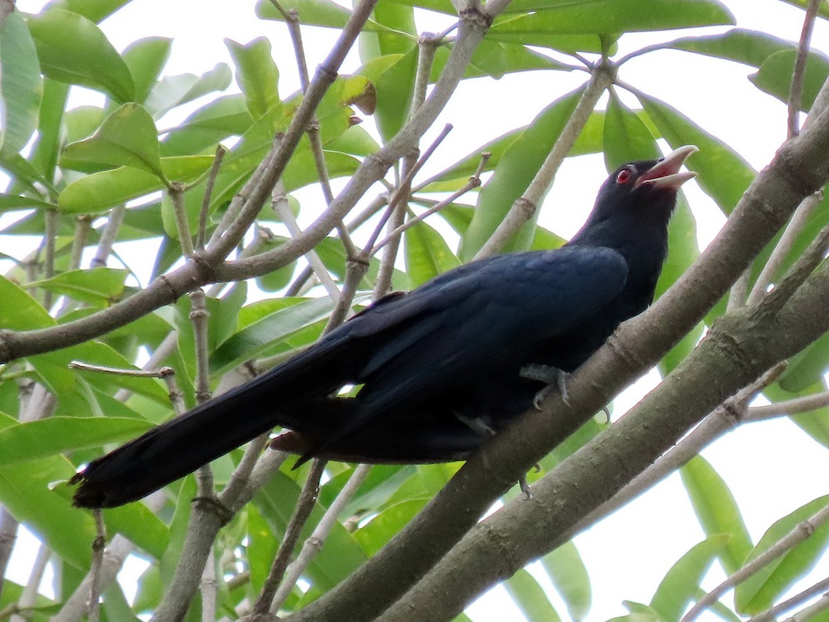 Asian Koel - 竹雞 劉