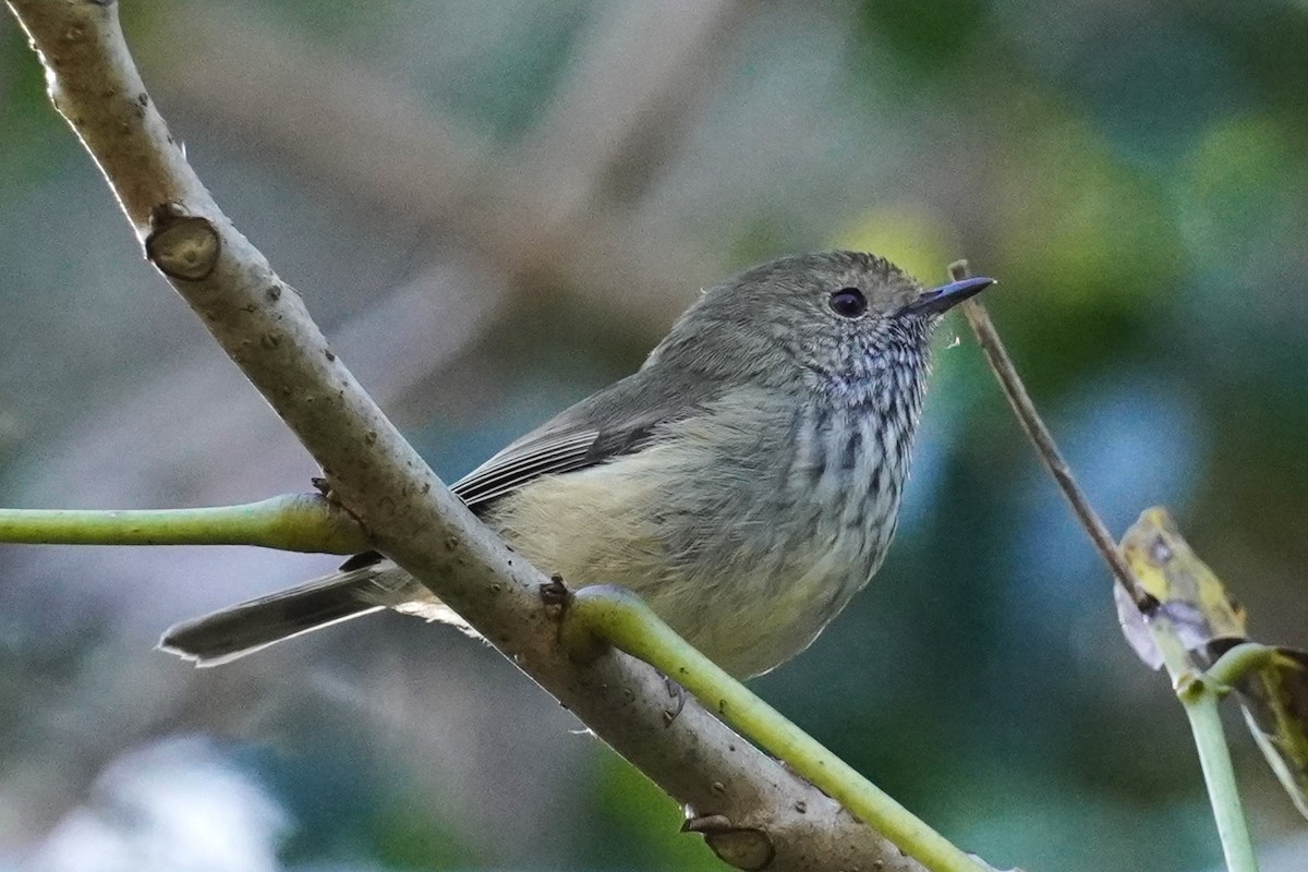 Brown Thornbill - ML620435024