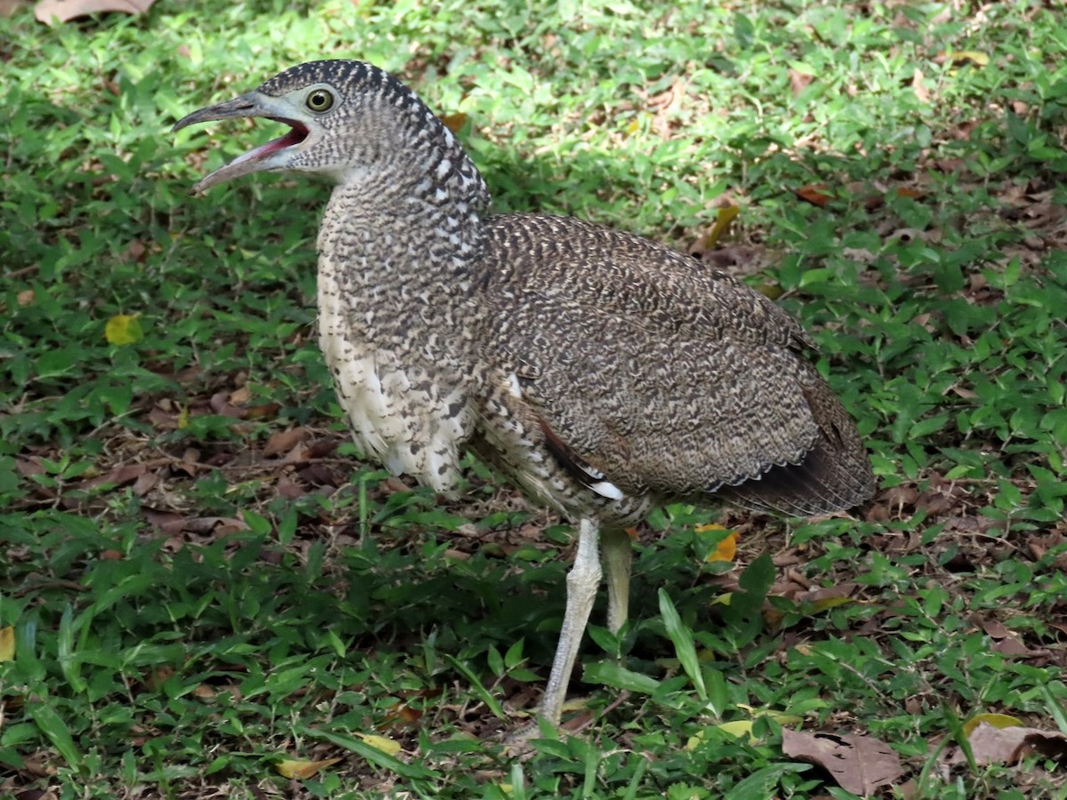 Malayan Night Heron - ML620435027