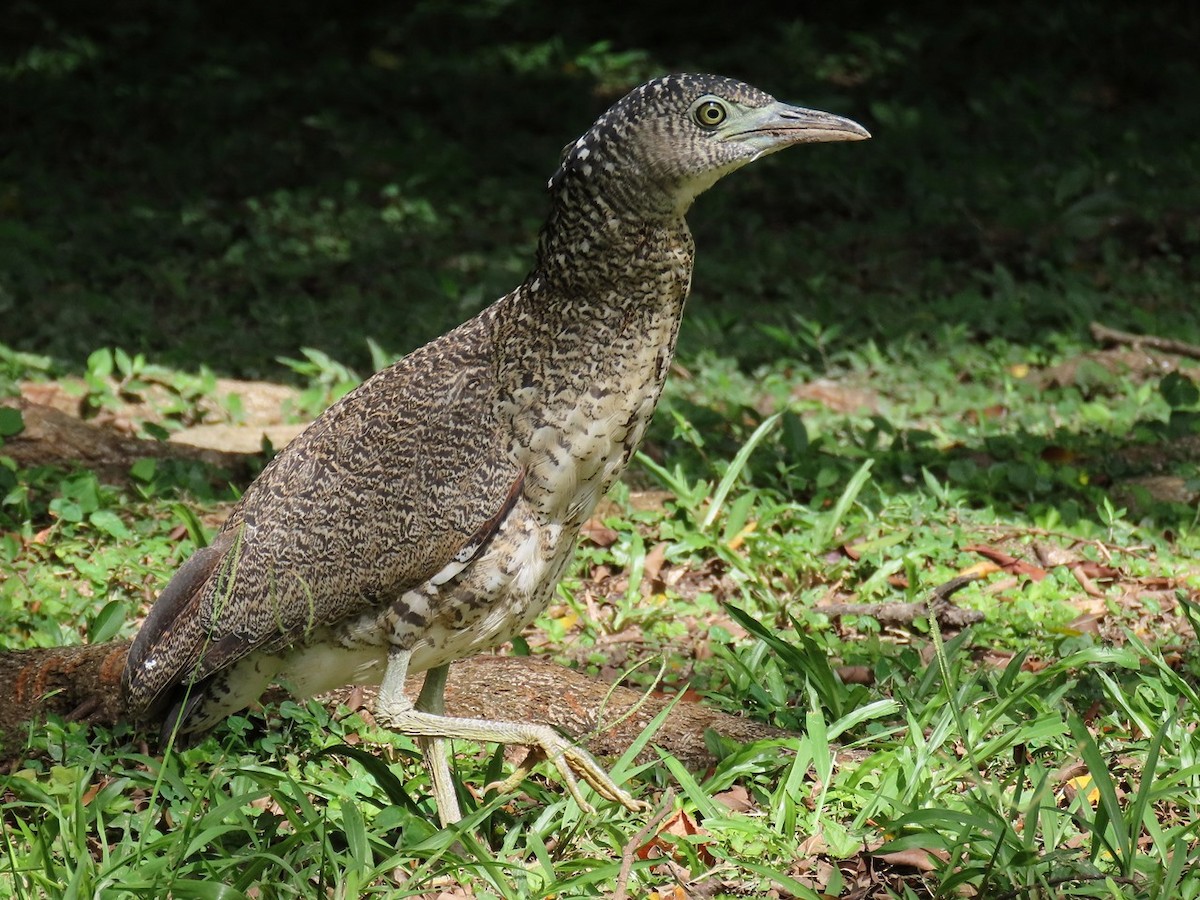 Malayan Night Heron - ML620435028