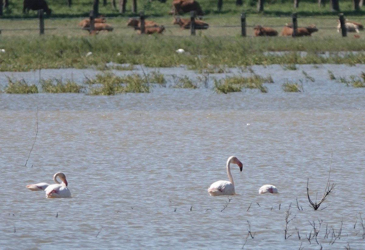 Greater Flamingo - ML620435029