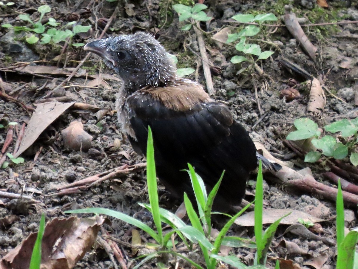 Gray Treepie - ML620435031