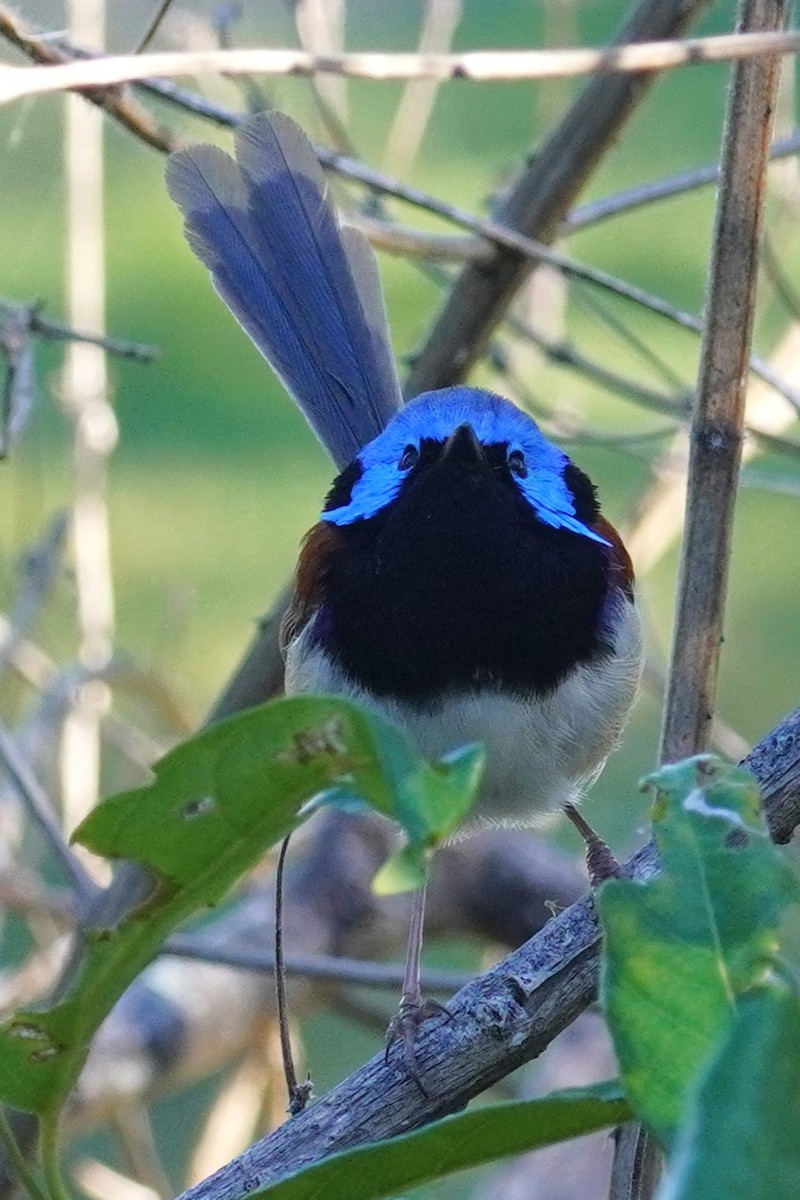 Variegated Fairywren - Ellany Whelan